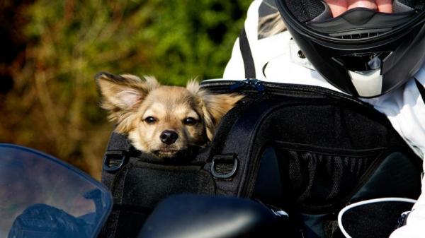 Hvordan reise med en hund på en motorsykkel?  - Dokumentasjon nødvendig for å reise med hund