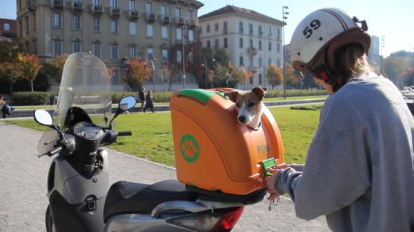 Hvordan reise med en hund på en motorsykkel?  - Tilbehør for transport av hunder på motorsykkel