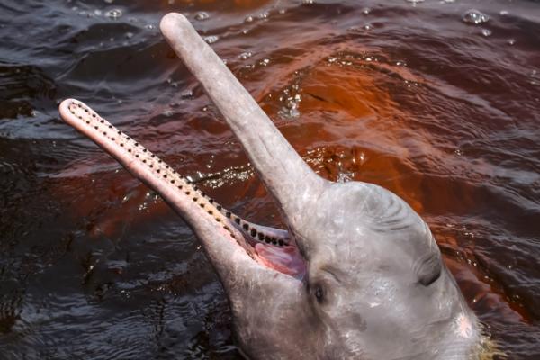 De 10 mest truede dyrene i Bolivia - boliviansk delfin 