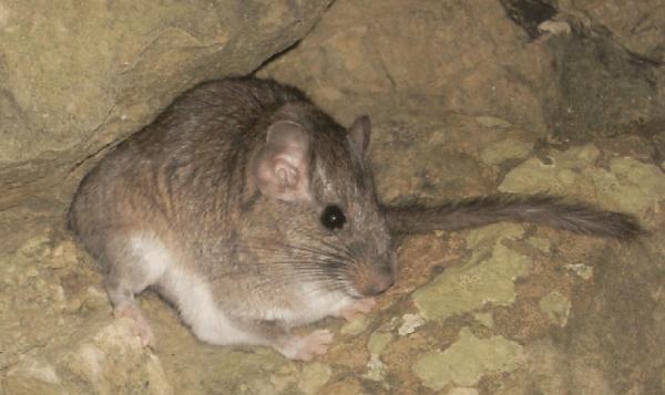 De 10 mest truede dyrene i Bolivia - boliviansk chinchilla -rotte 