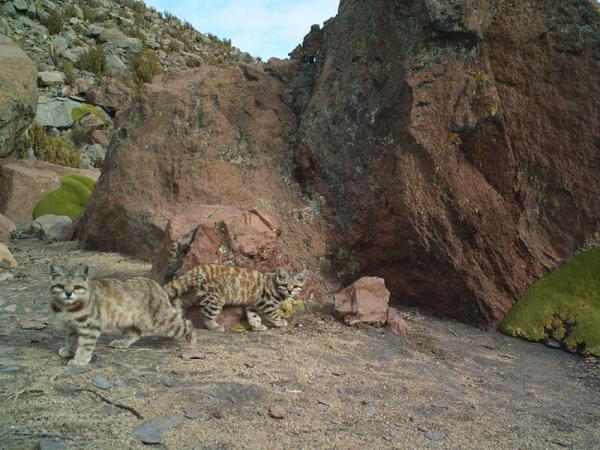 De 10 mest truede dyrene i Bolivia - Andes -katten