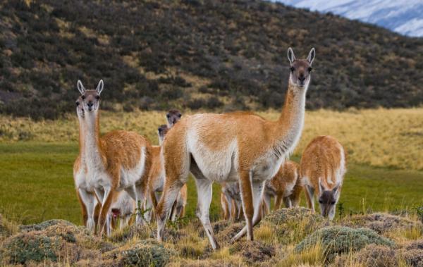 De 10 mest truede dyrene i Bolivia - Guanaco 