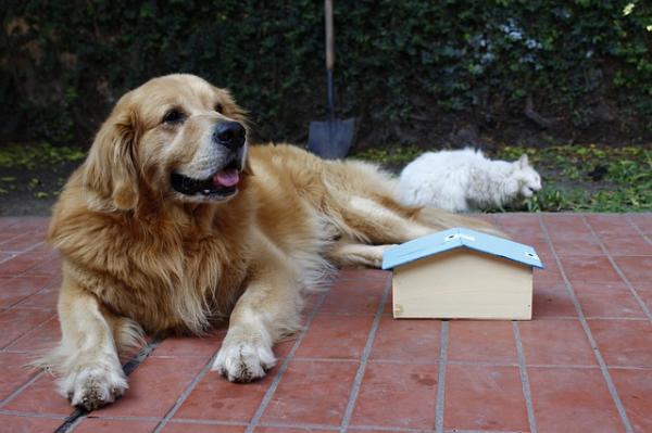 Vi introduserer en andre hund hjemme - Litt etter litt kommer du langt 