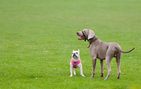 Vi introduserer en andre hund hjemme - Tilnærmingen