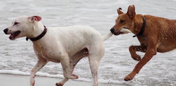 Vi introduserer en andre hund hjemme - Andre tips for suksess