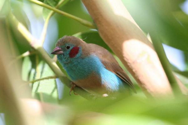 De minste tropiske fuglene - 1. Senegal Bluebird