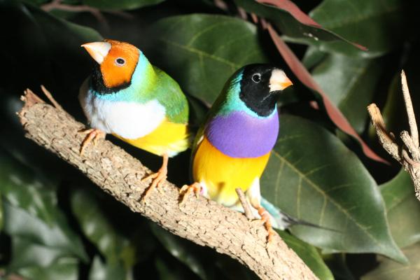 De minste tropiske fuglene - 2. Gouldian finch