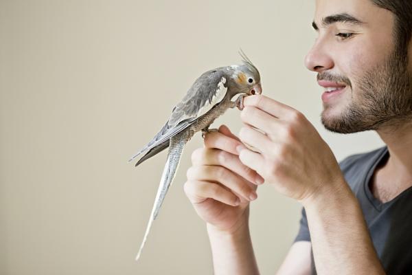 4 Stresssymptomer hos papegøyer - Miljøberikelse for papegøyer