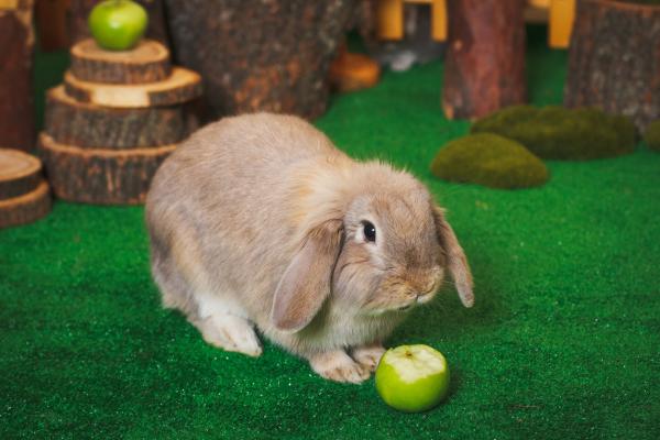 Beste kanin godbiter - Hvordan lage hjemmelagde kanin godbiter?
