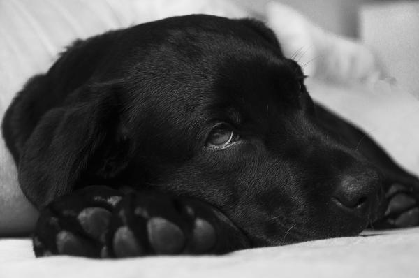 Forgiftning hos hunder - Symptomer og førstehjelp - Generelle symptomer på forgiftning hos hunder
