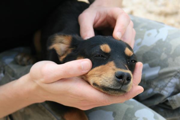 Forgiftning hos hunder - Symptomer og førstehjelp - Førstehjelp for forgiftning hos hunder