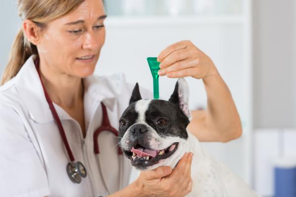 Filaria hos hunder - Symptomer og behandling - Forebyggende tiltak for filariasis hos hunder