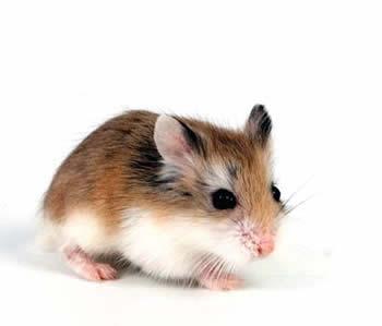 Omsorg for en hamsters tenner - Hamstertannavvik