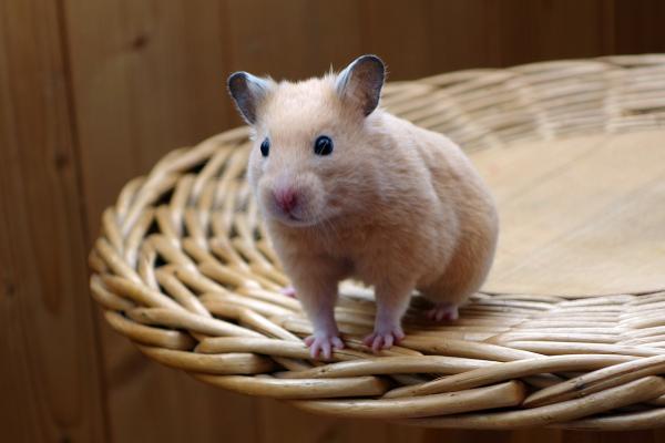 Ta vare på hamstertennene - Brenner du for å eie en hamster?