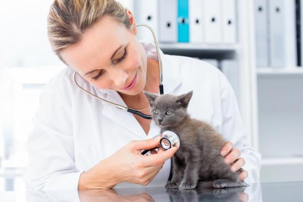 Tips for omsorg for små katter - Oppdag eventuelle abnormiteter tidlig