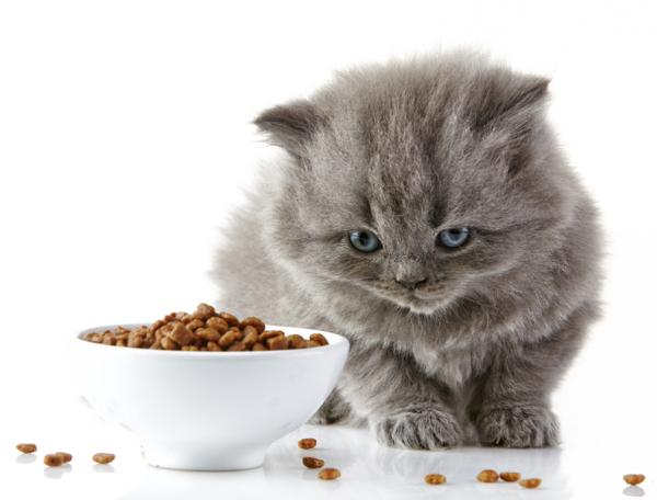 Tips for omsorg for små katter - Fôring av kattungen