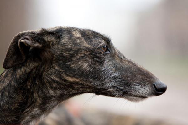 Spansk Greyhound Care - Sosiale behov