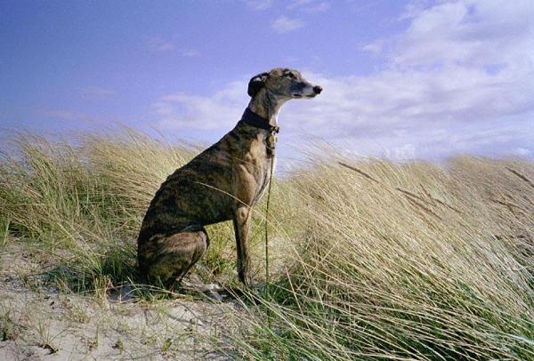 Spansk greyhound care - Frakkpleie: børsting og bading