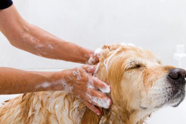 Hvorfor har hunden min tørr hud - overdreven vask