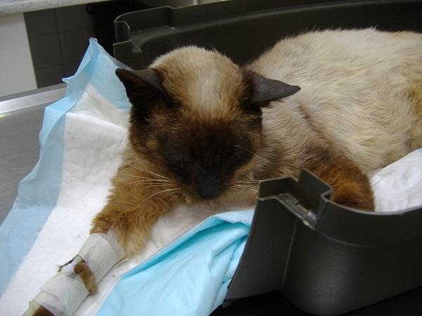 Anoreksi hos katter - Årsaker, symptomer og behandling - Årsaker til kattanoreksi