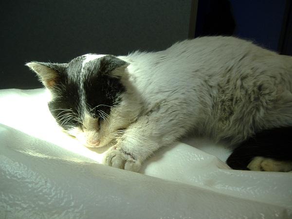 Anoreksi hos katter - Årsaker, symptomer og behandling - Symptomer på anoreksi hos katter