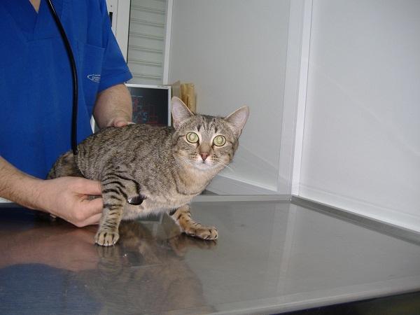 Anoreksi hos katter - Årsaker, symptomer og behandling - Diagnose av anoreksi hos kat