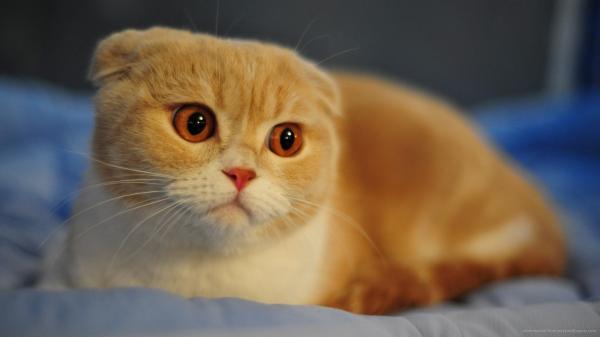 De mest hengivne katteraser - Scottish Fold Cat