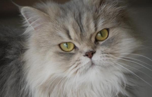 De mest kjærlige katteraser - Den persiske katten