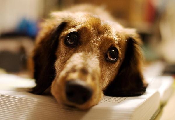 8 ting hundene gjør for å få oppmerksomhet - 2. Og de sutrer til og med når de ikke har det bra!