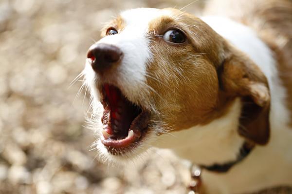 8 ting hundene gjør for å få oppmerksomhet - 1. De bjeffer, noen ganger mye ...