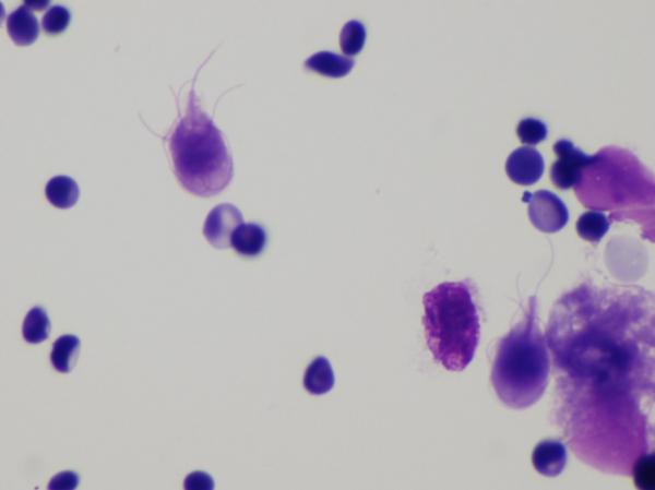 Giardiasis hos katter - symptomer og behandling - Hva er Giardia? 