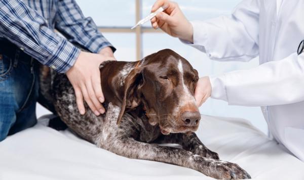 Leptospirose hos hunder - årsaker, symptomer og behandling - symptomer på leptospirose hos hunder