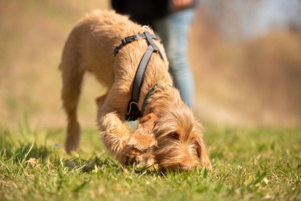 Leptospirose hos hunder - årsaker, symptomer og behandling - årsaker til leptospirose hos hunder