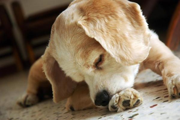 Hvordan forhindre at hunden min slikker et sår?  - Doggy -språk og årsakene til slikking