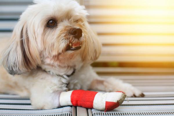 Hvordan forhindre at hunden min slikker et sår?  - Hvordan få en hund til ikke slikke et sår?  - 5 forslag