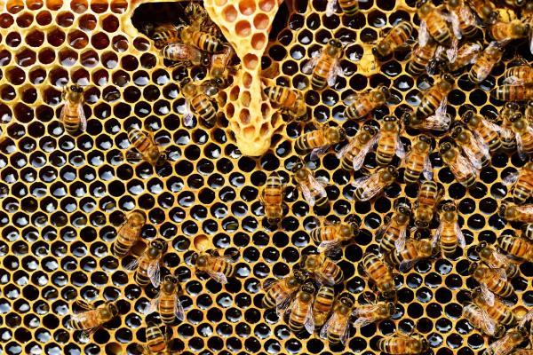 Forskjell mellom veps og bier - Forskjell mellom bikake og veps 