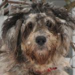 1629261326 757 Bergamasco gjeter