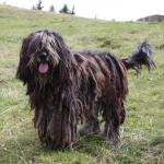 1629261326 766 Bergamasco gjeter