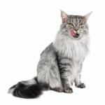 1629262979 533 Maine coon