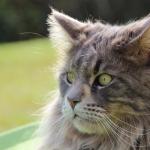 1629262979 938 Maine coon