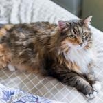 1629262980 154 Maine coon