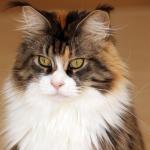 1629262980 15 Maine coon