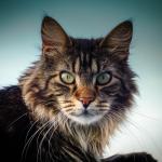 1629262980 737 Maine coon