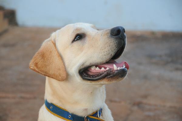 Labrador Retriever -navn - Generelle egenskaper for Labrador Retriever