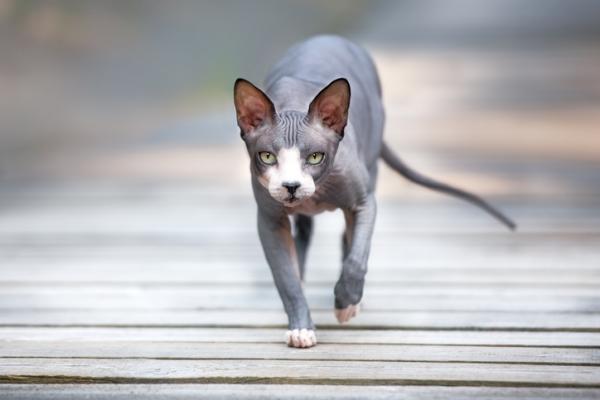 7 raser med hårløse katter - donskoy cat