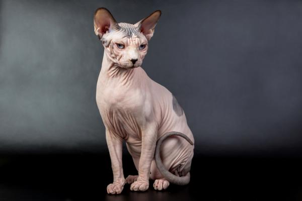 7 raser av hårløse katter - Kohana 