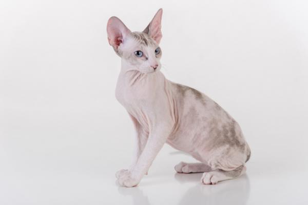 7 raser av hårløse katter - Peterbald Cat