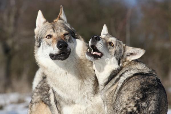 Tsjekkoslovakisk ulvehundstrening - Bli en referansefigur for hunden din