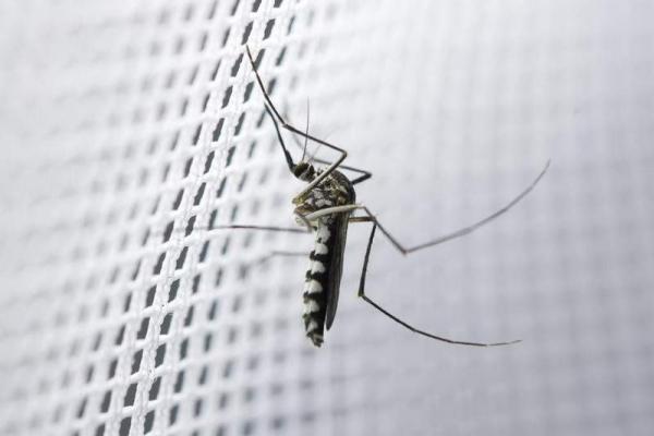 Sykdommer som mygg sprer seg til hunder - hjemmemedisiner for å avvise mygg hjemmefra