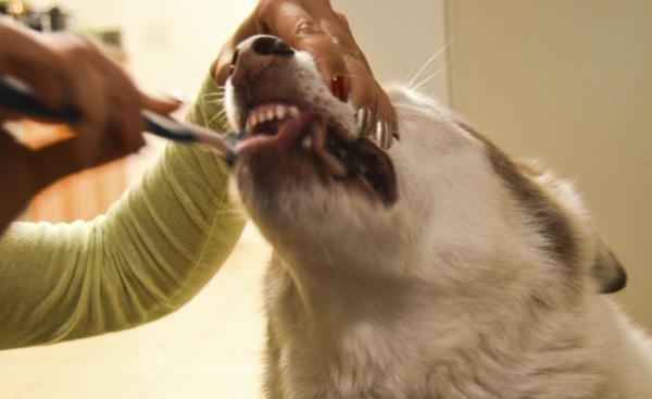 Tips for å ta vare på hundens tenner - Oppretthold hundens tannhygiene